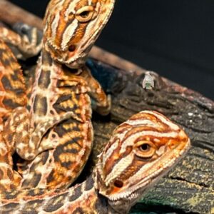 Inferno Bearded Dragon-Inferno-Bearded-Dragon.jpg