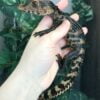 Juvenile Dwarf Caiman-Juvenile-Dwarf-Caiman.jpg