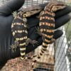 Juvenile South African White Throat Monitor-Juvenile-South-African-White-Throat-Monitor.jpg