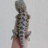 Leatherback Bearded Dragon-Leatherback-bearded-dragon.jpg