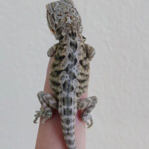 Leatherback Bearded Dragon-Leatherback-bearded-dragon.jpg