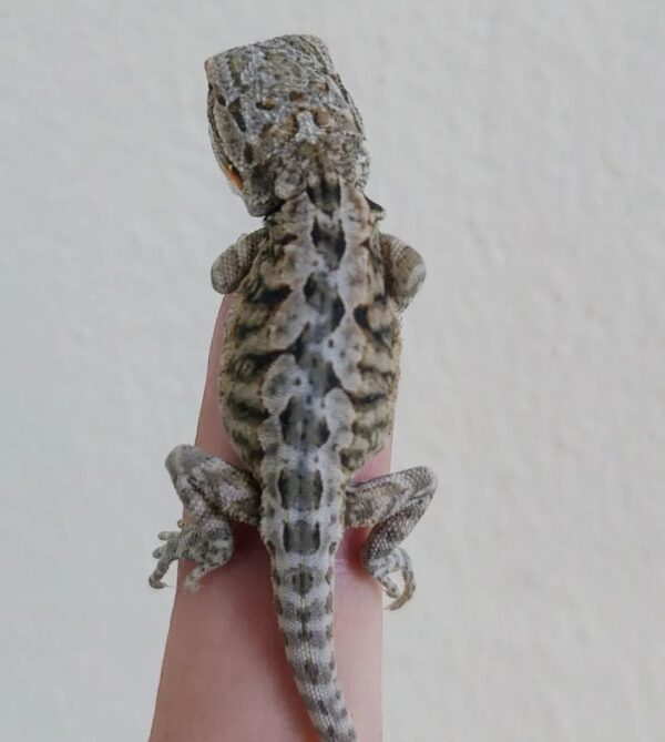 Leatherback Bearded Dragon-Leatherback-bearded-dragon.jpg