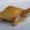 Lemon Lime Albino Slider turtle-Lemon-Lime-Albino-Slider-turtle.jpg