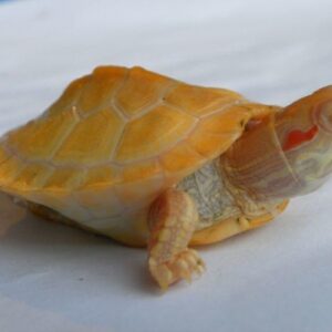 Lemon Lime Albino Slider turtle-Lemon-Lime-Albino-Slider-turtle.jpg
