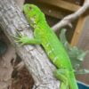 Lesser Antillean Iguana-Lesser-Antillean-Iguana.jpg