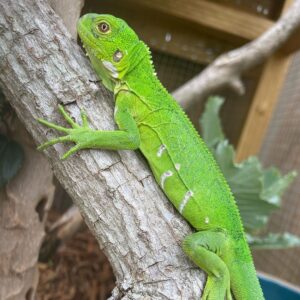 Lesser Antillean Iguana-Lesser-Antillean-Iguana.jpg