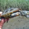 Concentric Diamondback Terrapin-Malaclemys-terrapin-100_0863-CH-copy-1.jpg
