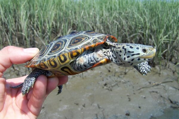 Concentric Diamondback Terrapin-Malaclemys-terrapin-100_0863-CH-copy-1.jpg