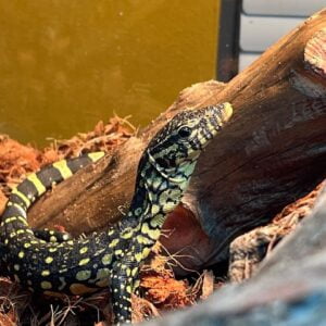 Male Ornate Nile Monitor-Male-Ornate-Nile-Monitor.jpg