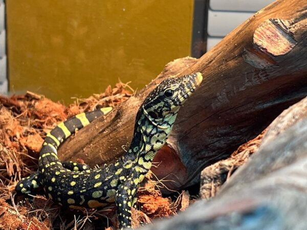 Male Ornate Nile Monitor-Male-Ornate-Nile-Monitor.jpg
