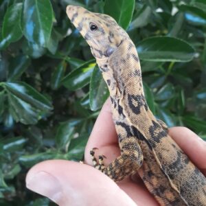 Male Sulfur Water Monitor-Male-Sulfur-Water-Monitor.jpg