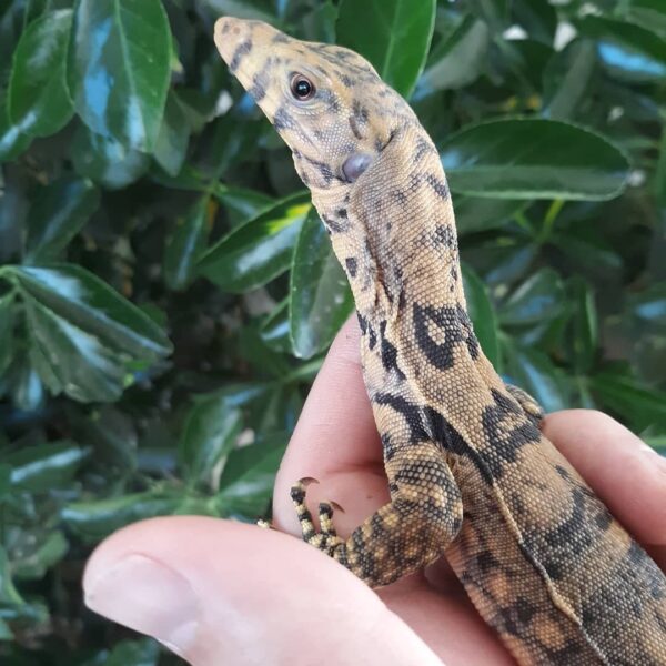 Male Sulfur Water Monitor-Male-Sulfur-Water-Monitor.jpg
