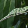 Meller’s Chameleon (Chamaeleo (Trioceros) melleri)-Mellers-Chameleon-Chamaeleo-Trioceros-melleri.jpg