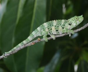Meller’s Chameleon (Chamaeleo (Trioceros) melleri)-Mellers-Chameleon-Chamaeleo-Trioceros-melleri.jpg