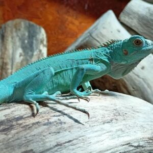 Miami Blue Iguana-Miami-Blue-Iguana.jpg