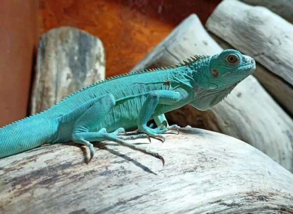 Miami Blue Iguana-Miami-Blue-Iguana.jpg