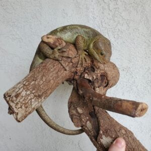 Monkey Tailed Skink-Monkey-Tailed-Skink.jpg