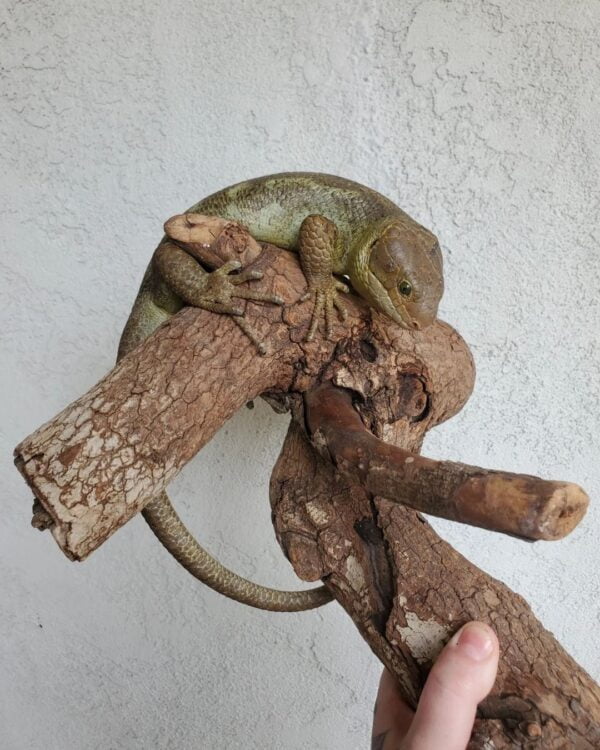 Monkey Tailed Skink-Monkey-Tailed-Skink.jpg