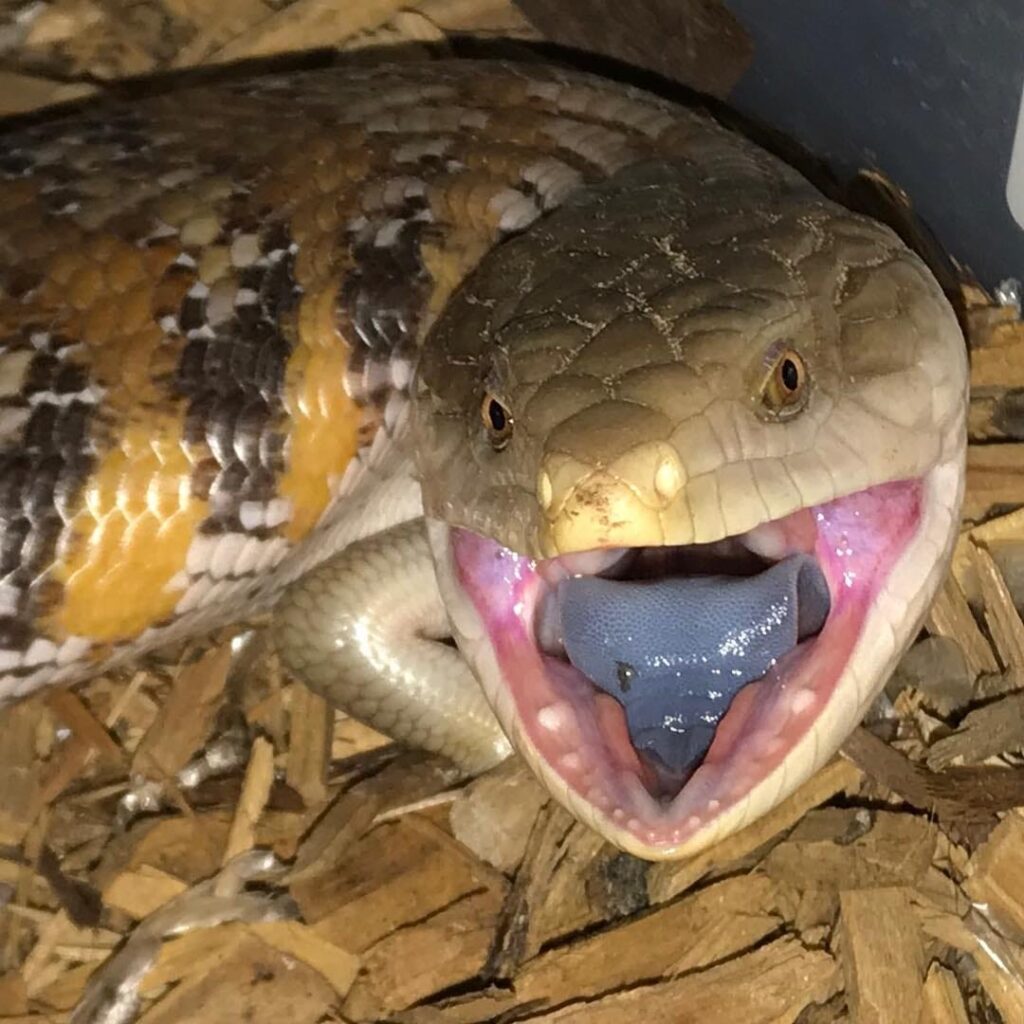 Northern blue-tongued skinks are terrestrial lizards measuring