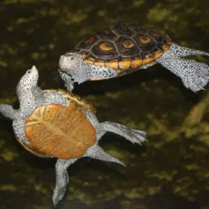 Northern Diamondback Terrapin-Northern-Diamondback-Terrapin.webp