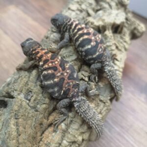 Ornate Uromastyx-Ornate-Uromastyx.jpg