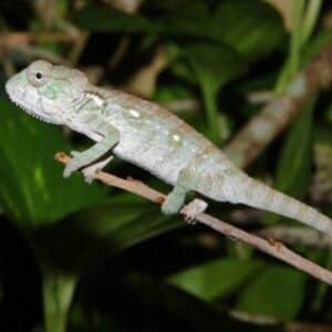 Oustalet’s Chameleon-Oustalets-Chameleon-CB-Babies.jpg