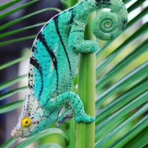 Parson’s Chameleon-Parsons-Chameleon.jpeg