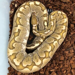 Pastel Bamboo Ball Python