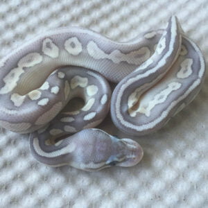 Pastel Butter Enchi Ghost ball python