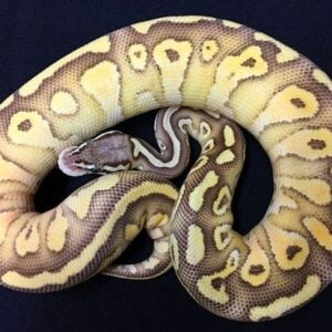 Pastel Butter Vanilla Ghost ball python