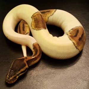 Pastel Pied Ball Python