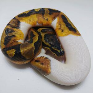 Pied Ball Python