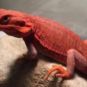 Red Bearded Dragon-Red-Bearded-Dragon.jpg