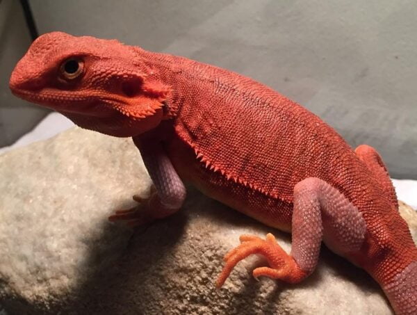 Red Bearded Dragon-Red-Bearded-Dragon.jpg