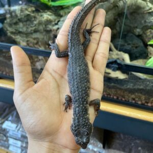 Red-Eyed Crocodile Skink-Red-Eyed-Crocodile-Skink.jpg
