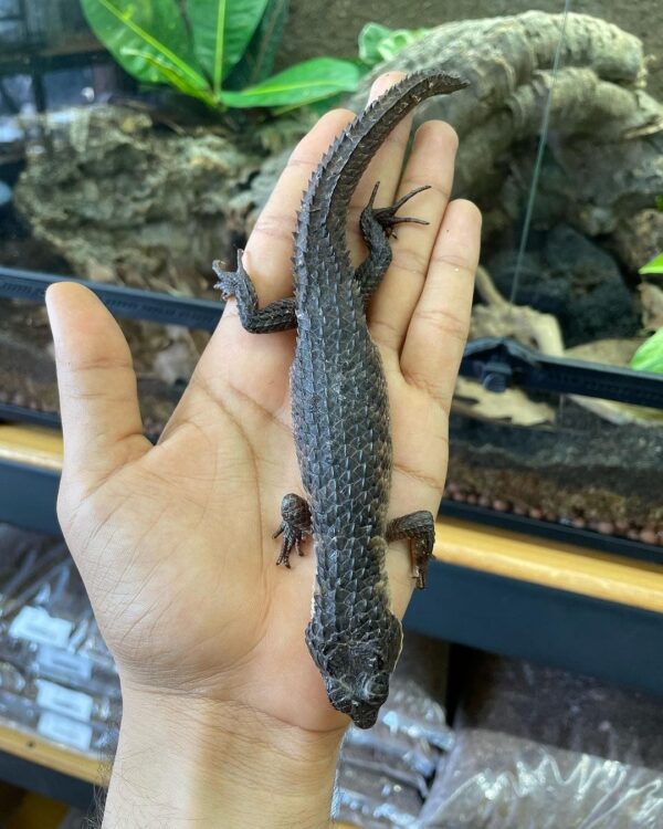 Red-Eyed Crocodile Skink-Red-Eyed-Crocodile-Skink.jpg