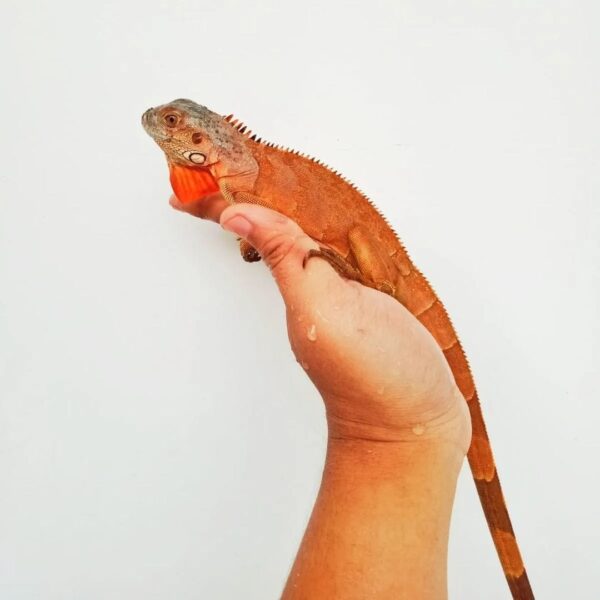 Red Iguana-Red-Iguana.jpg