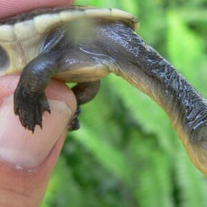 Snake Neck turtle-Snake-Neck-turtle.jpg