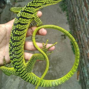 Yellow Tree Monitor-Yellow-Tree-Monitor.jpg