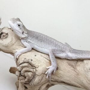 Zero Bearded Dragon-Zero-Bearded-Dragon.jpeg