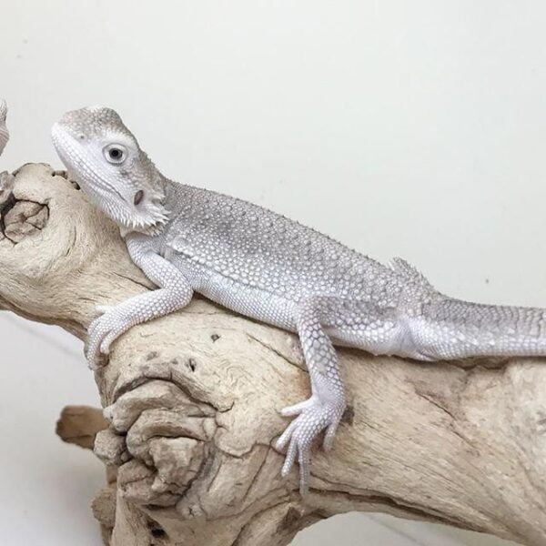 Zero Bearded Dragon-Zero-Bearded-Dragon.jpeg