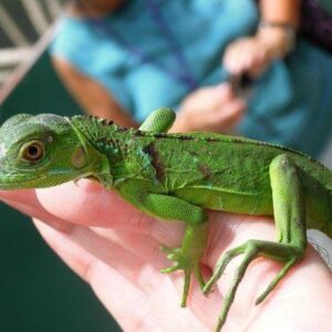Green Iguana-baby-green-iguana-for-sale.jpg