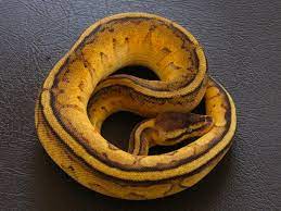 Stripe Pastel Yellow Belly ball python