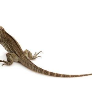Rhinoceros Iguana-rhinoceros-iguana-for-sale.jpg