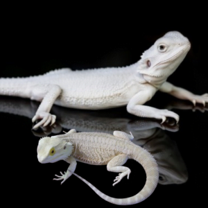 Witblit Bearded Dragon