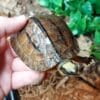 Chinese Golden Coin Turtle-1105487131.jpg