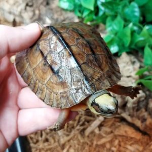 Chinese Golden Coin Turtle-1105487131.jpg