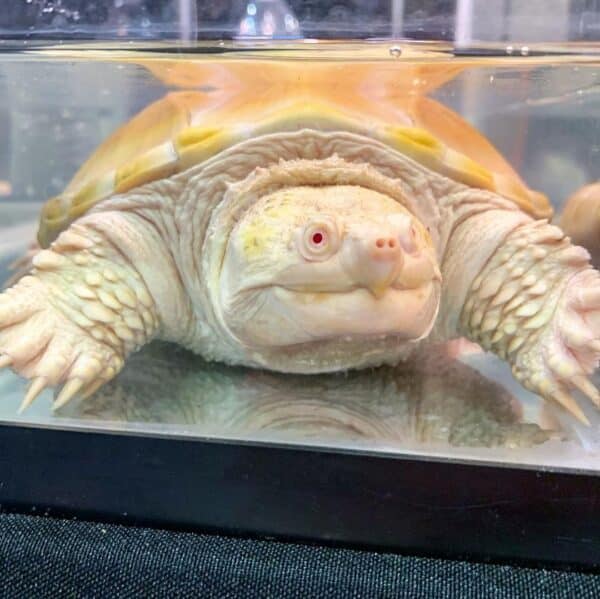 Albino Snapping Turtle-1977715868.jpg