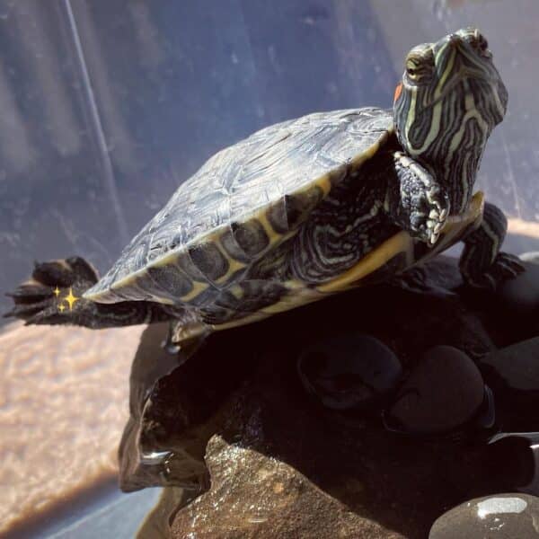 Adult Red Eared Slider Turtle-760598417.jpg