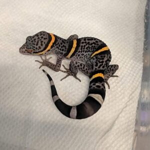 Chinese Cave Gecko-958842710.jpg